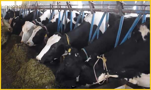 डेयरी फार्म कैसे शुरू करें। 8 Easy Steps to Start Dairy Farming Business.